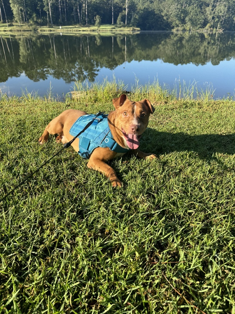 Bernardo, an adoptable Terrier, Dachshund in Troy, AL, 36081 | Photo Image 2