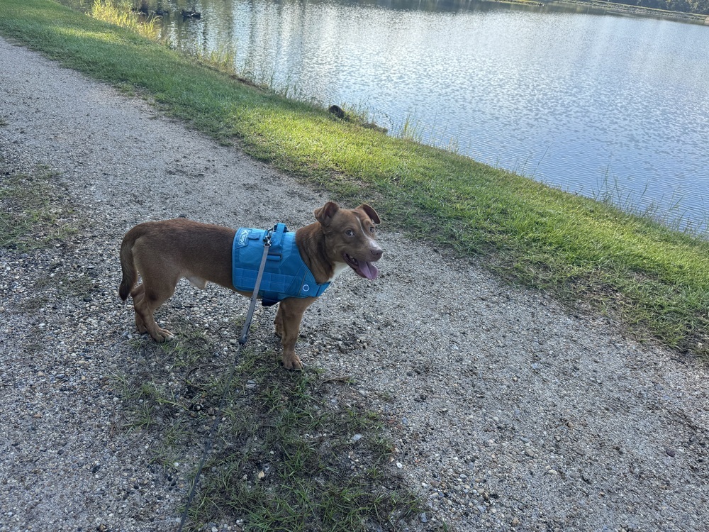 Bernardo, an adoptable Terrier, Dachshund in Troy, AL, 36081 | Photo Image 3