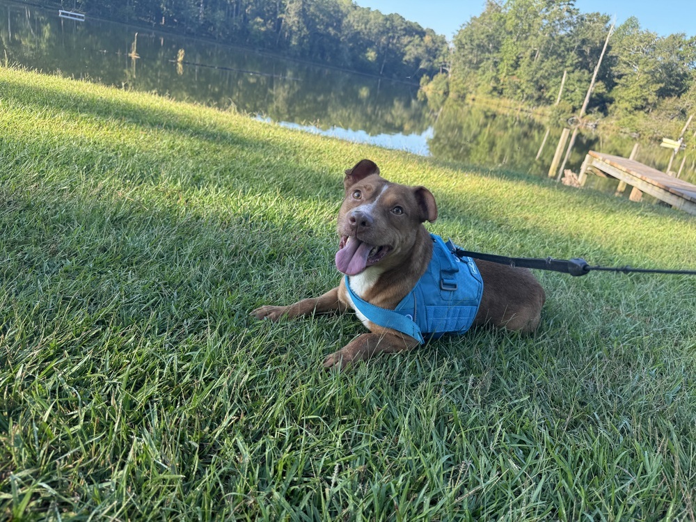 Bernardo, an adoptable Terrier, Dachshund in Troy, AL, 36081 | Photo Image 4