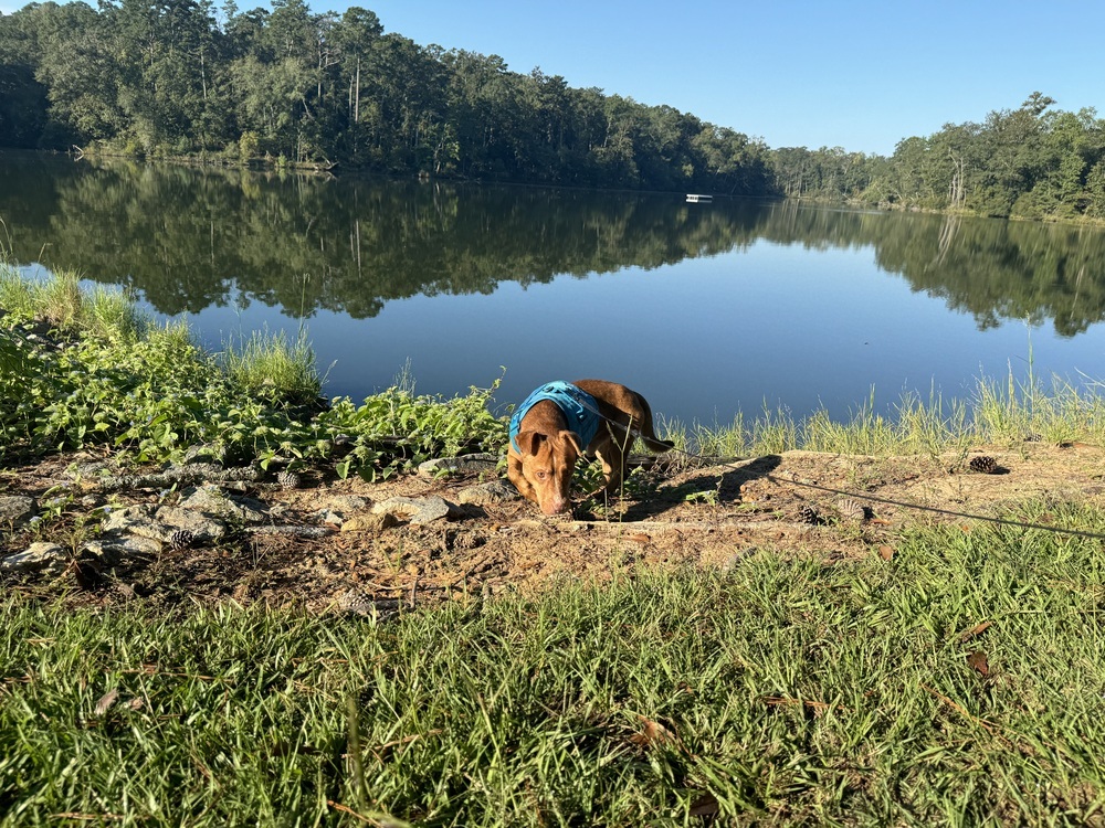 Bernardo, an adoptable Terrier, Dachshund in Troy, AL, 36081 | Photo Image 5