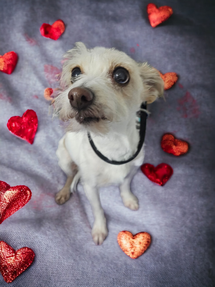 Billy, an adoptable Chihuahua in Herriman, UT, 84096 | Photo Image 1