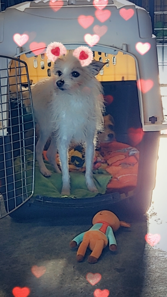 Billy, an adoptable Chihuahua in Herriman, UT, 84096 | Photo Image 2