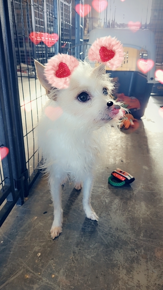 Billy, an adoptable Chihuahua in Herriman, UT, 84096 | Photo Image 3