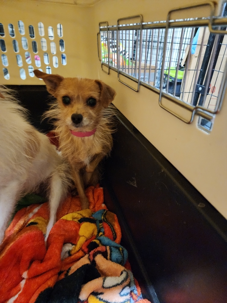 Mandy, an adoptable Chihuahua in Herriman, UT, 84096 | Photo Image 1