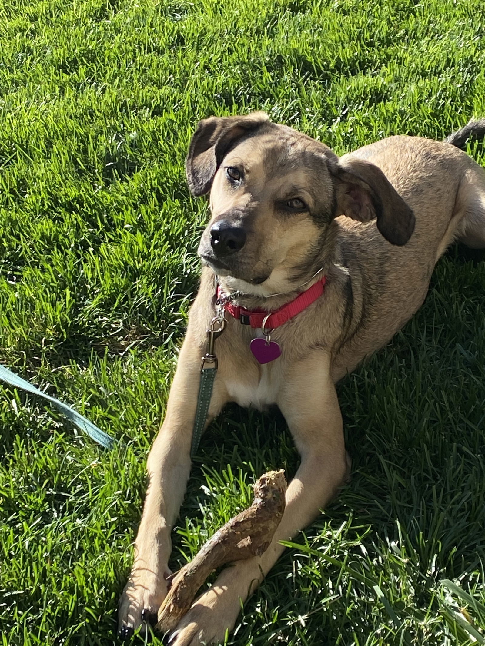 Lilly, an adoptable German Shepherd Dog, Beagle in Aurora, CO, 80012 | Photo Image 1