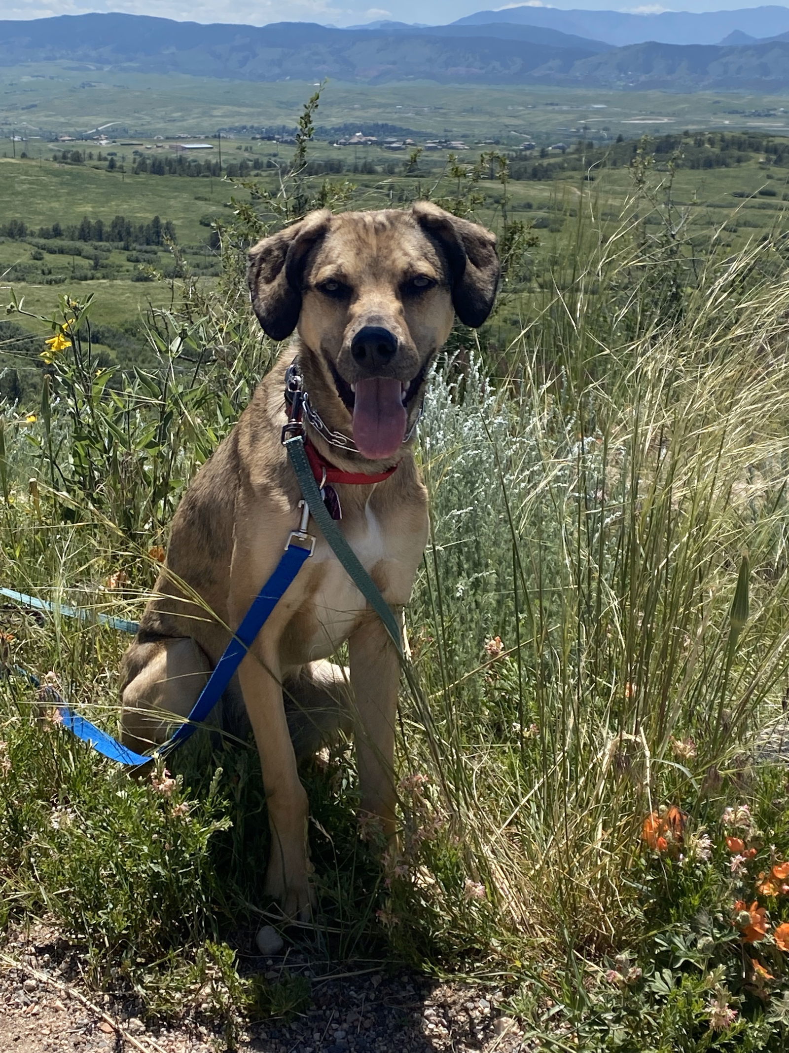 Lilly, an adoptable German Shepherd Dog, Beagle in Aurora, CO, 80012 | Photo Image 3