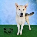 SKITTLES's profile on Petfinder.com
