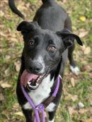 LYON's profile on Petfinder.com