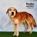 DOODLES's profile on Petfinder.com