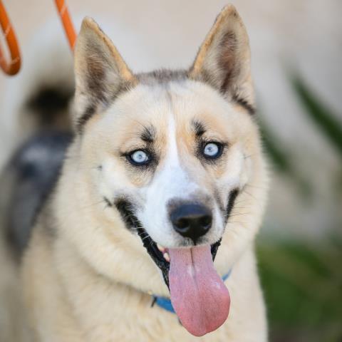 BLUE, an adoptable Siberian Husky, Mixed Breed in Camarillo, CA, 93010 | Photo Image 1