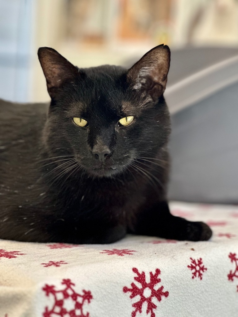 Jag, an adoptable Domestic Short Hair in Cumberland, ME, 04021 | Photo Image 1