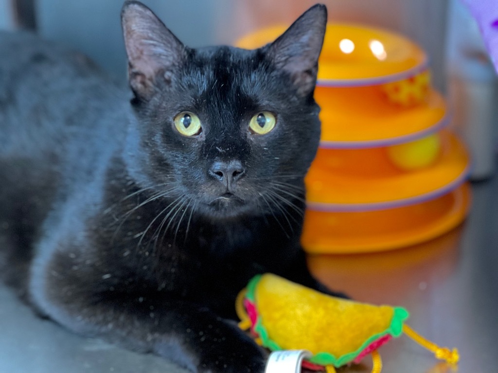 Jag, an adoptable Domestic Short Hair in Cumberland, ME, 04021 | Photo Image 2