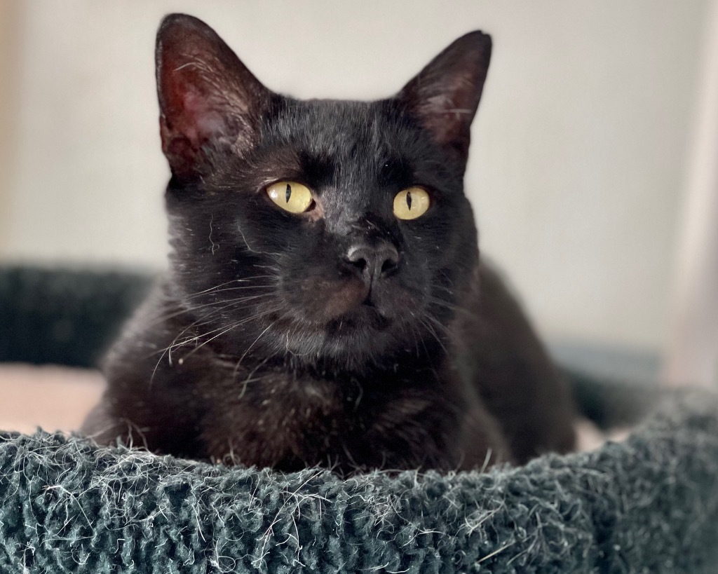 Jag, an adoptable Domestic Short Hair in Cumberland, ME, 04021 | Photo Image 3