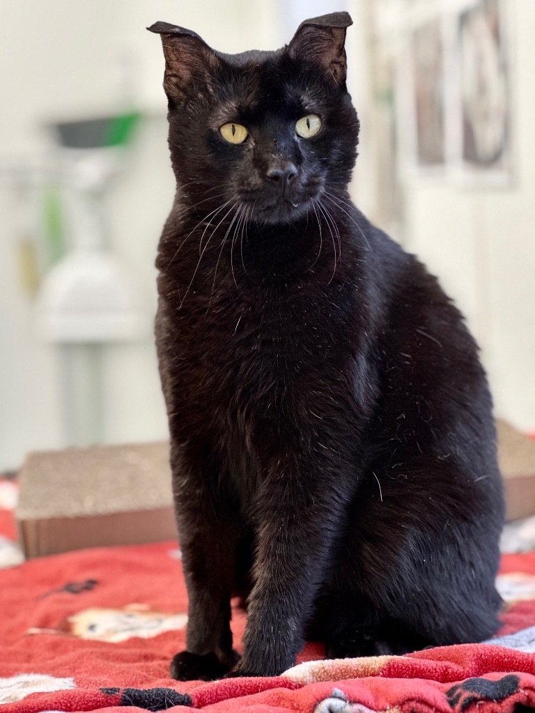 Jag, an adoptable Domestic Short Hair in Cumberland, ME, 04021 | Photo Image 4