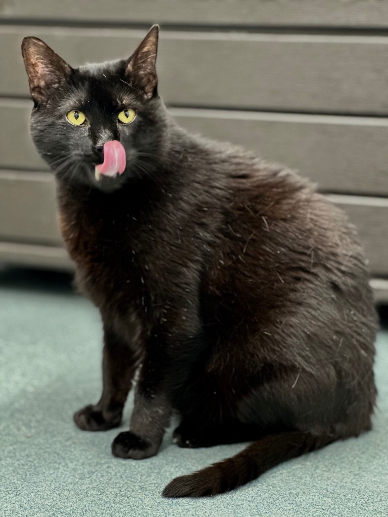 Jag, an adoptable Domestic Short Hair in Cumberland, ME, 04021 | Photo Image 5