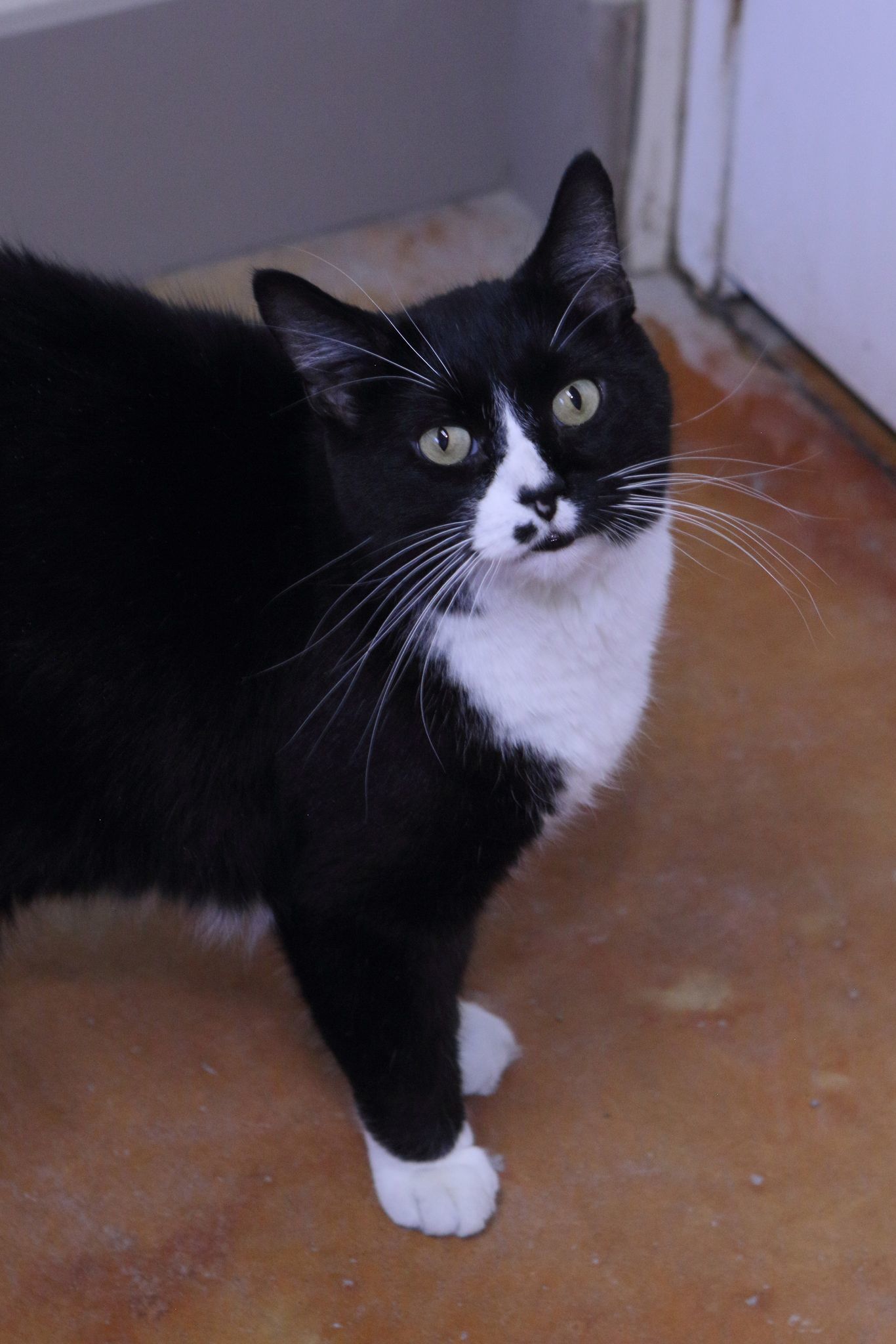 Wilson, an adoptable Tuxedo, Domestic Short Hair in Austin, MN, 55912 | Photo Image 1