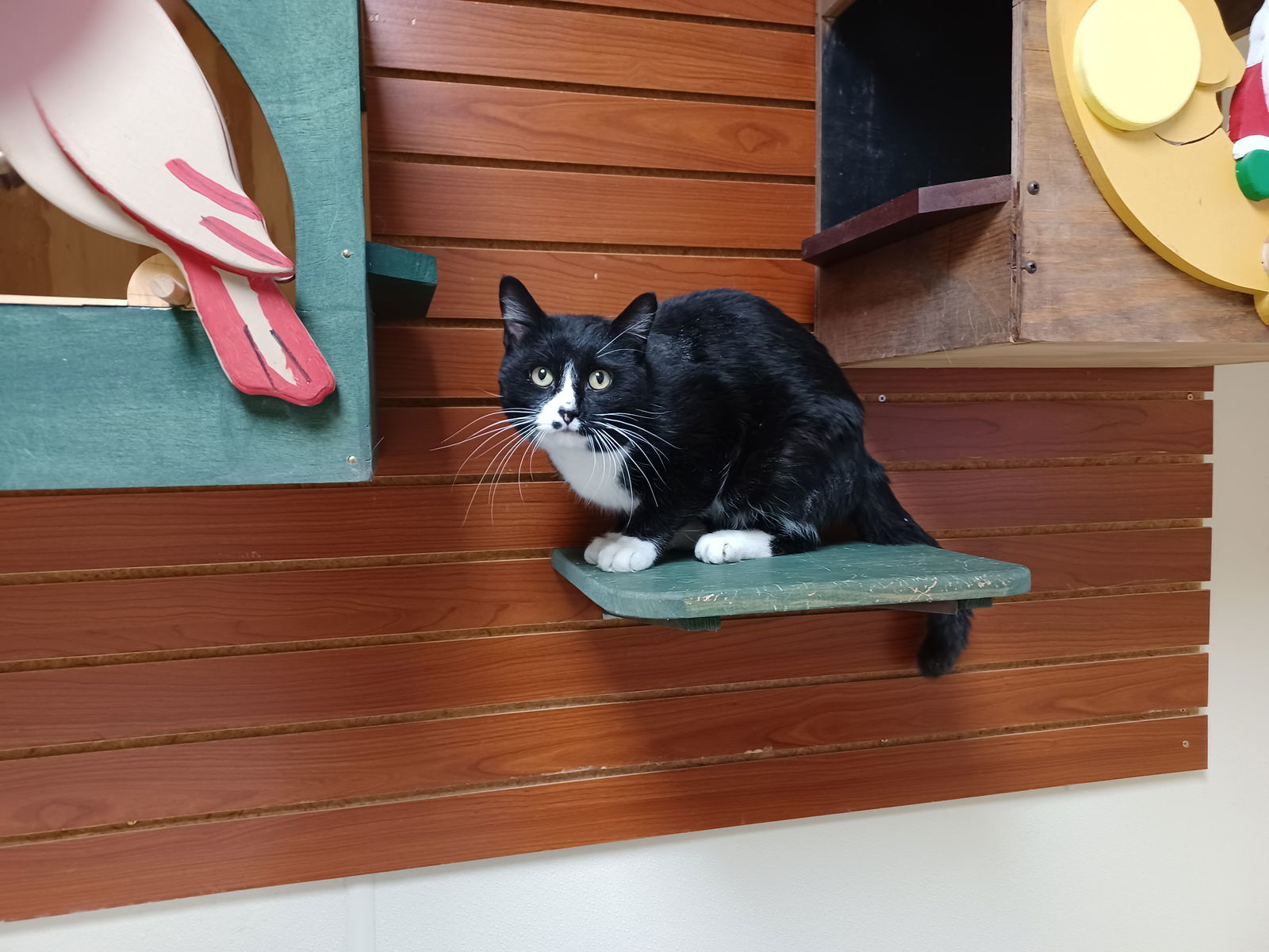 Wilson, an adoptable Tuxedo, Domestic Short Hair in Austin, MN, 55912 | Photo Image 2