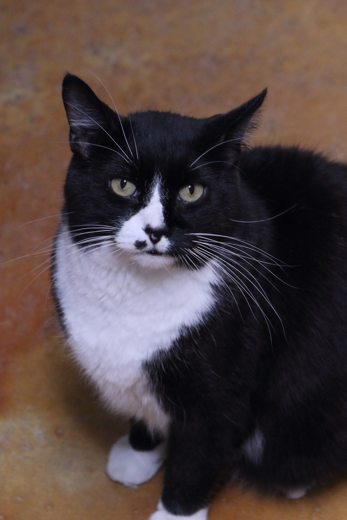 Wilson, an adoptable Tuxedo, Domestic Short Hair in Austin, MN, 55912 | Photo Image 3