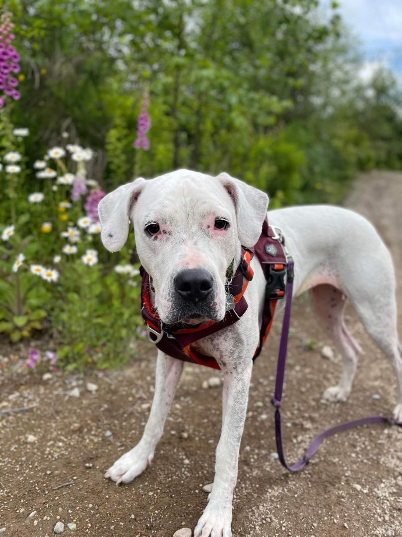 Kira, an adoptable Dogo Argentino, American Bully in Aldergrove, BC, V4W 3W2 | Photo Image 1