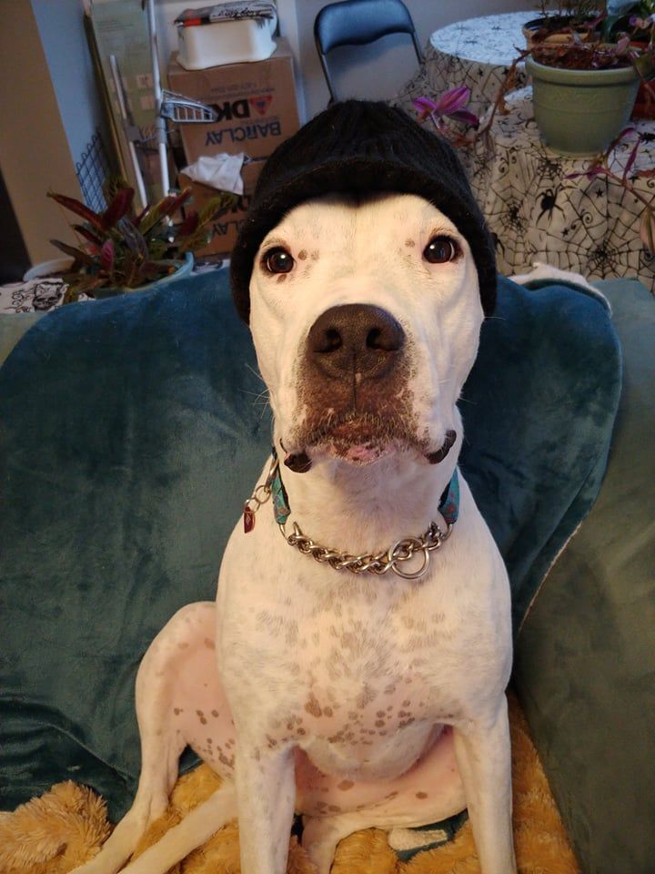 Kira, an adoptable Dogo Argentino, American Bully in Aldergrove, BC, V4W 3W2 | Photo Image 2