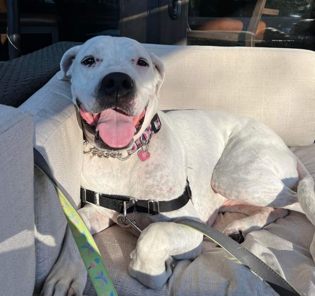 Kira, an adoptable Dogo Argentino, American Bully in Aldergrove, BC, V4W 3W2 | Photo Image 3