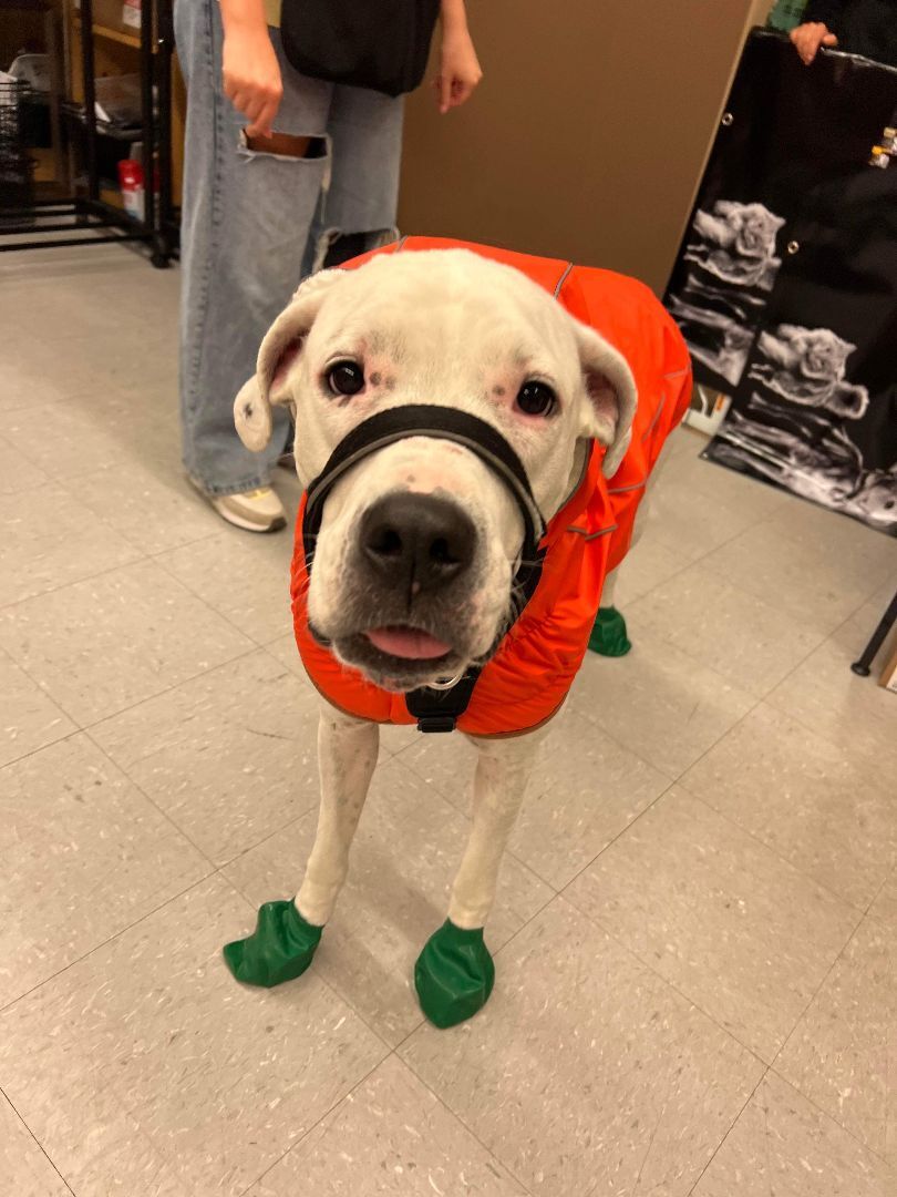 Kira, an adoptable Dogo Argentino, American Bully in Aldergrove, BC, V4W 3W2 | Photo Image 5