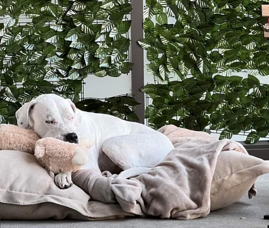 Kira, an adoptable Dogo Argentino, American Bully in Aldergrove, BC, V4W 3W2 | Photo Image 6