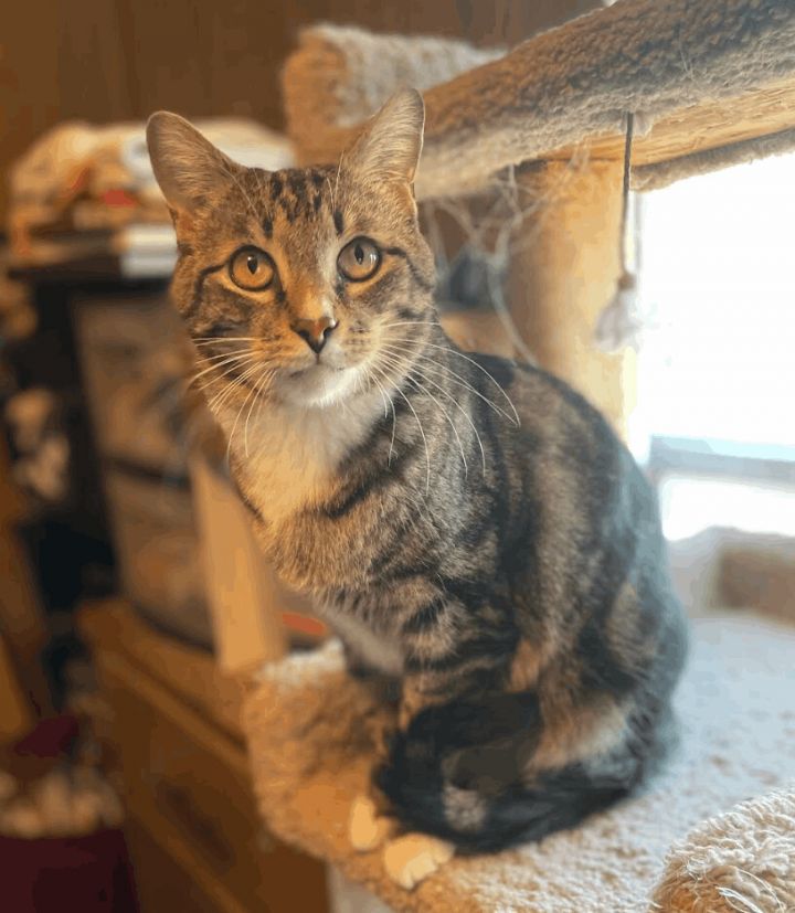 T-Kitty, an adoptable Bengal & Tabby Mix in Williamsburg, NM_image-2