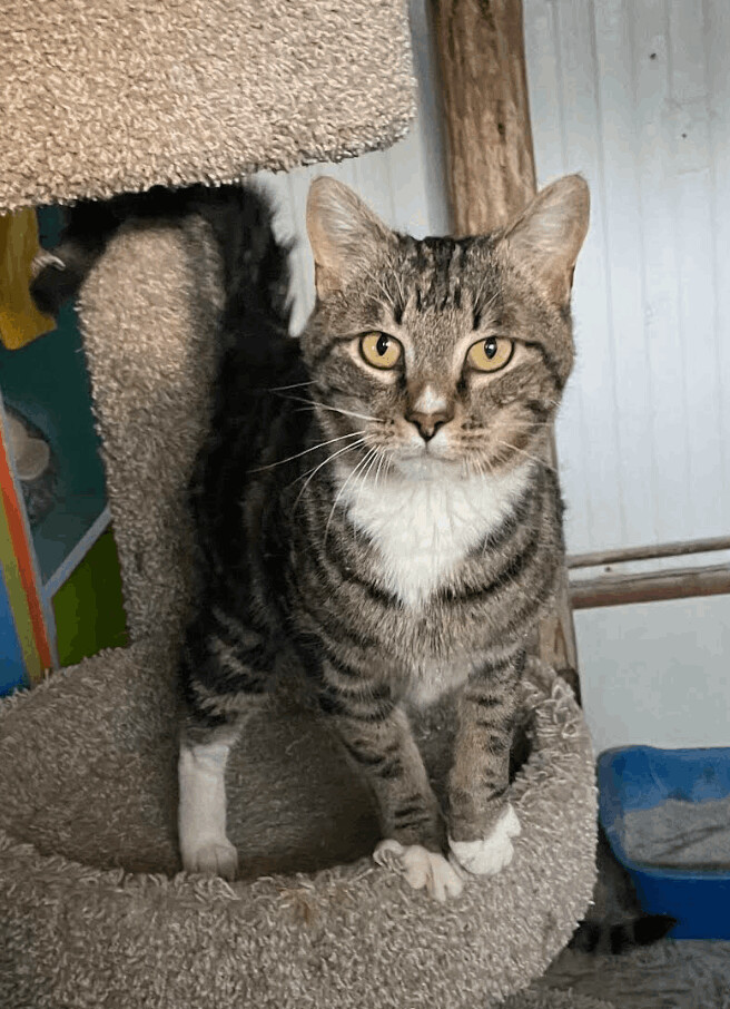 T-Kitty, an adoptable Tabby & Domestic Short Hair Mix in Williamsburg, NM_image-1