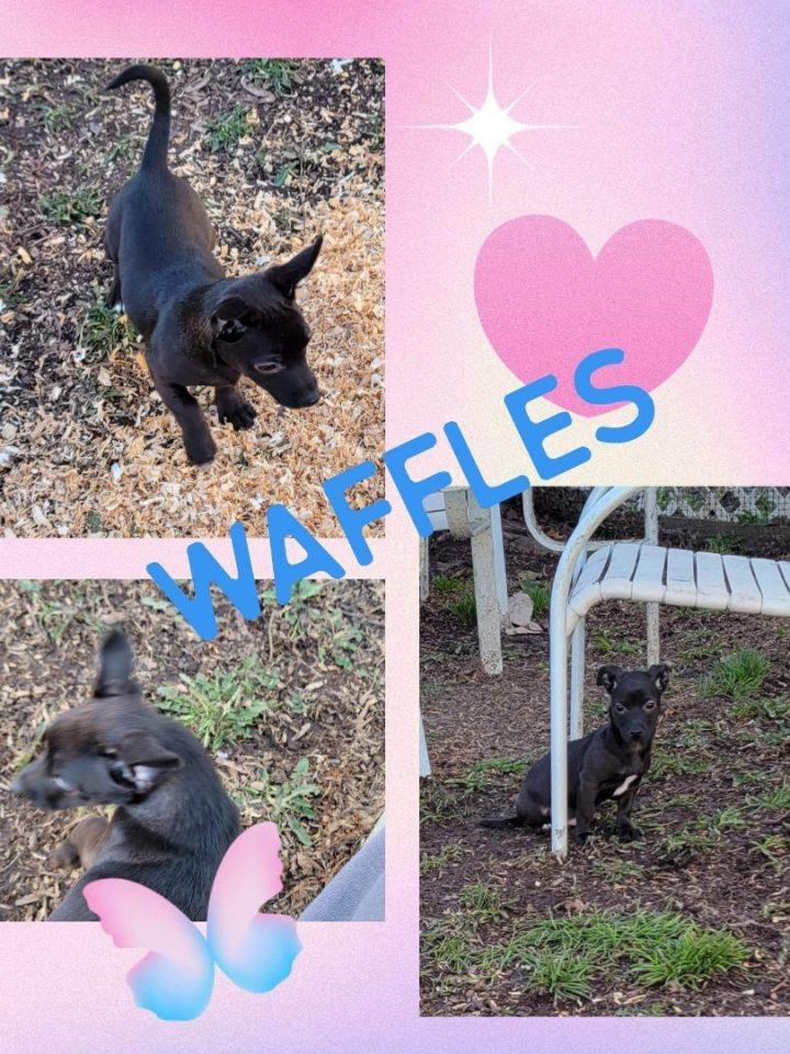 Waffles 1
