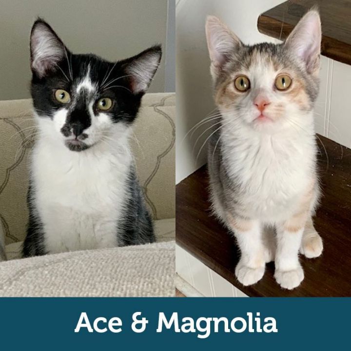Ace & Magnolia (Bonded Pair)  1