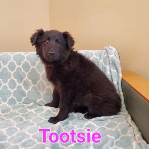 Tootsie