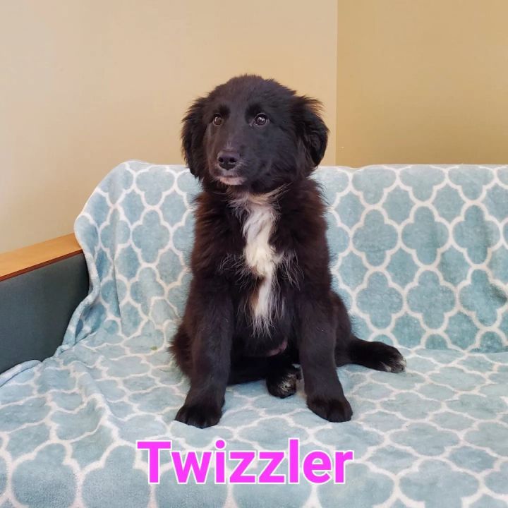 Twizzler, an adopted Flat-Coated Retriever & Golden Retriever Mix in Naperville, IL_image-1