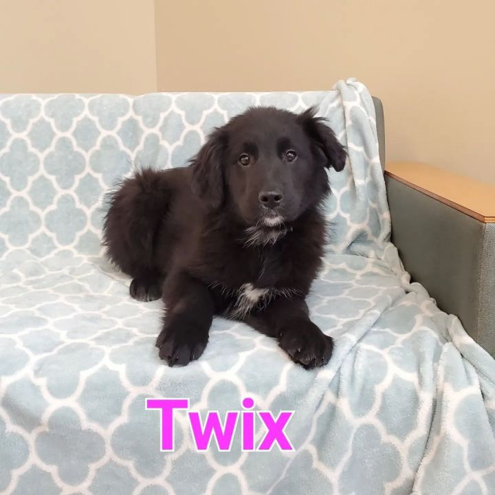 Twix, an adopted Flat-Coated Retriever & Golden Retriever Mix in Naperville, IL_image-1