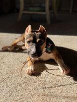 Magnolia , an adopted American Staffordshire Terrier in Cornelius, NC_image-3