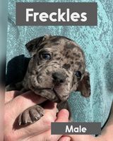 Freckles , an adopted Catahoula Leopard Dog Mix in Cornelius, NC_image-1