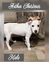 Arthur Christmas , an adopted Pit Bull Terrier & Labrador Retriever Mix in Cornelius, NC_image-2