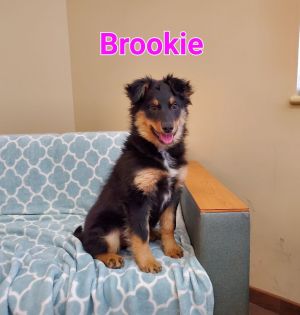 Brookie