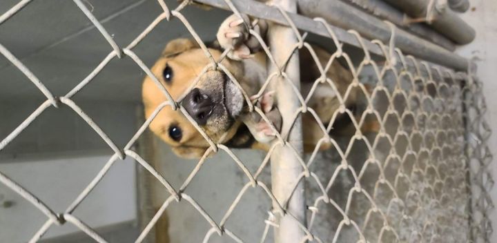 Dog for adoption - Sarra, a Mixed Breed in Odessa, TX | Petfinder