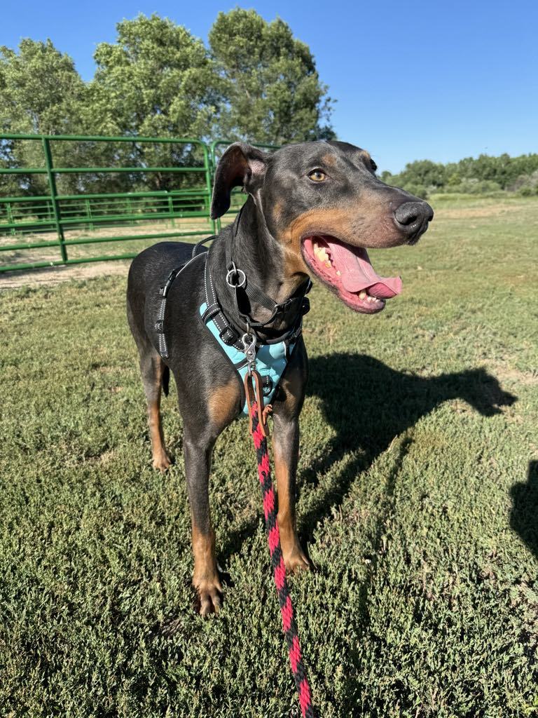 Jax, an adoptable Doberman Pinscher in Denver, CO, 80250 | Photo Image 1