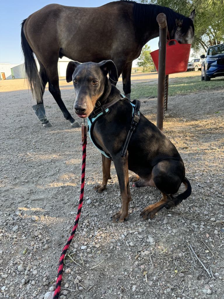 Jax, an adoptable Doberman Pinscher in Denver, CO, 80250 | Photo Image 2