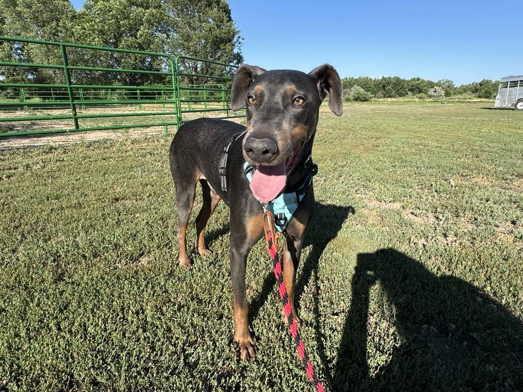 Jax, an adoptable Doberman Pinscher in Denver, CO, 80250 | Photo Image 3