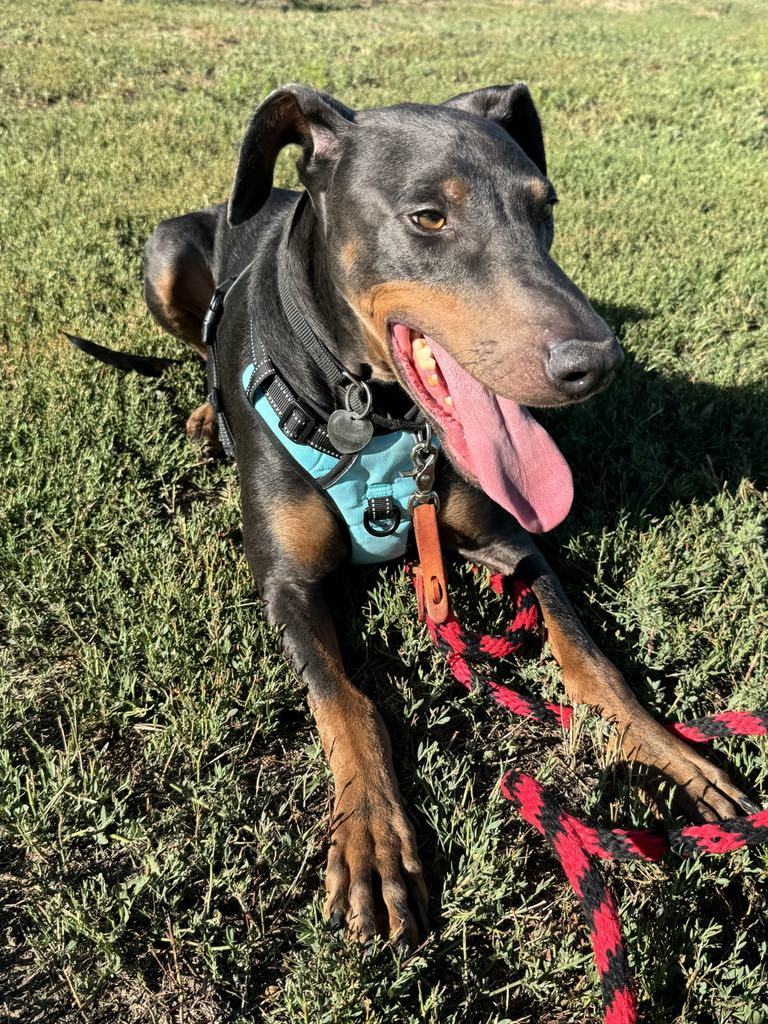 Jax, an adoptable Doberman Pinscher in Denver, CO, 80250 | Photo Image 4