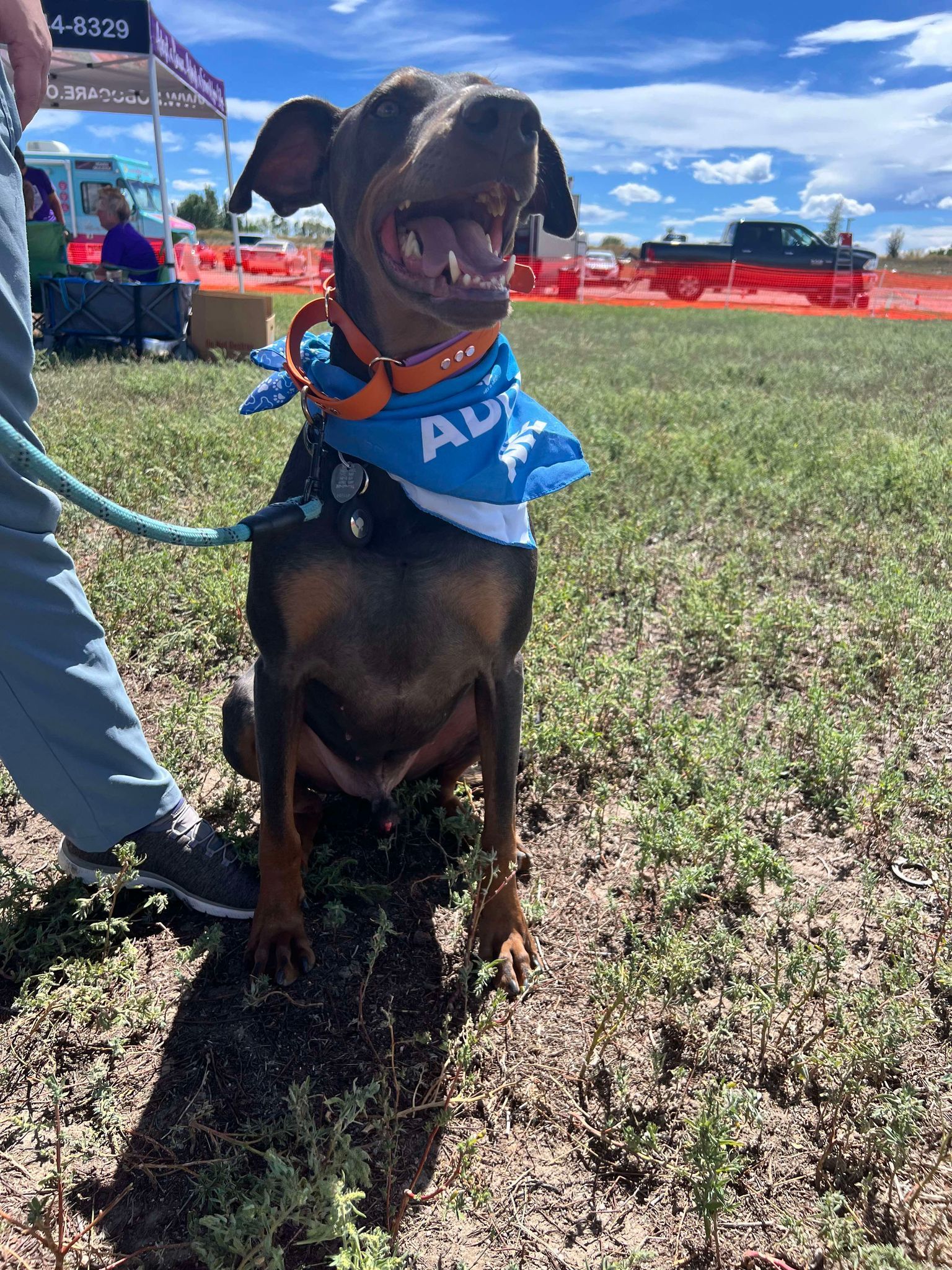 Jax, an adoptable Doberman Pinscher in Denver, CO, 80250 | Photo Image 5