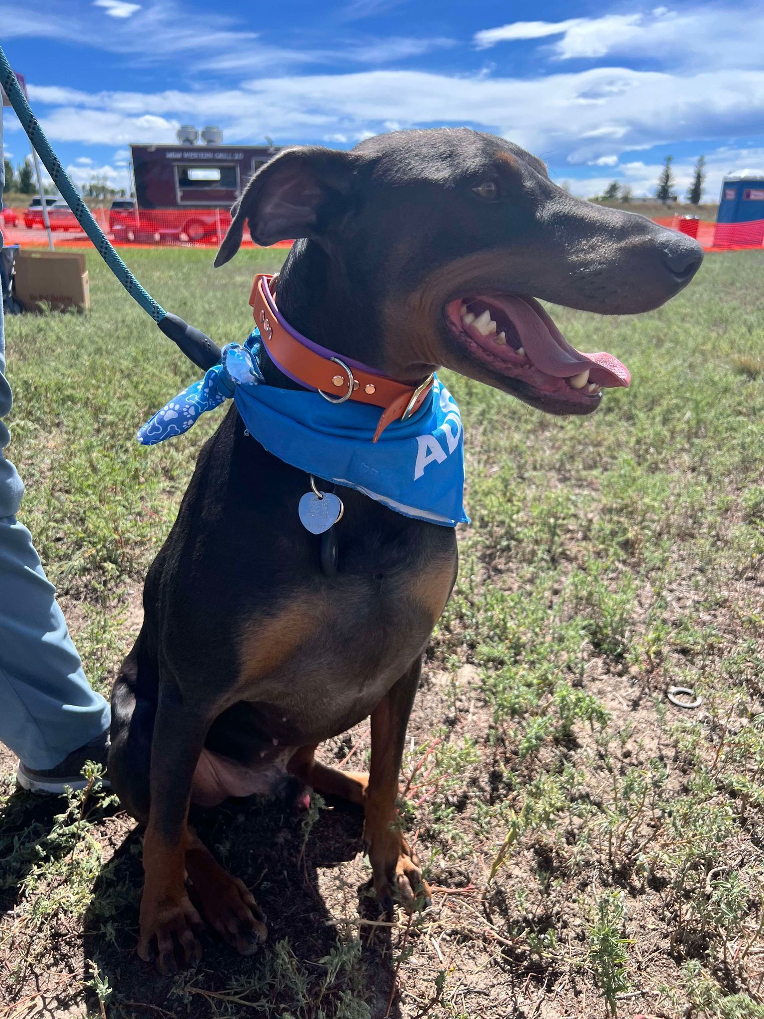 Jax, an adoptable Doberman Pinscher in Denver, CO, 80250 | Photo Image 6