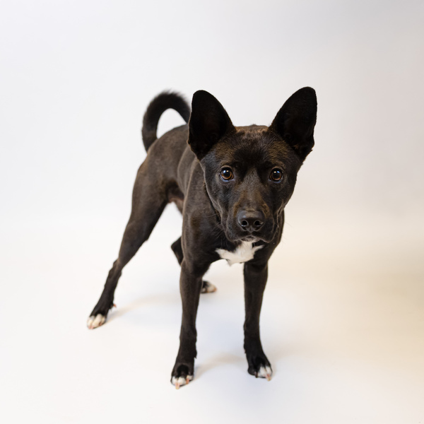 Boston terrier store shiba inu mix