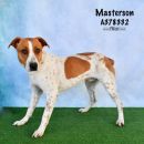 MASTERSON's profile on Petfinder.com
