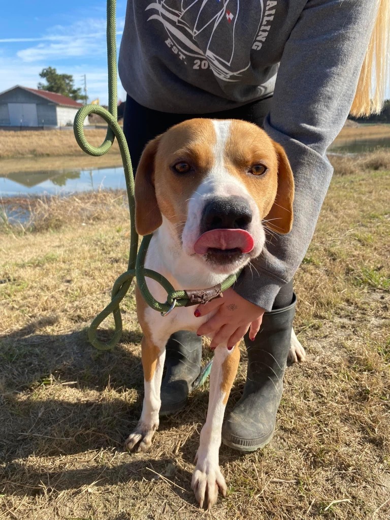 H54, an adoptable Hound in Mullins, SC, 29574 | Photo Image 1