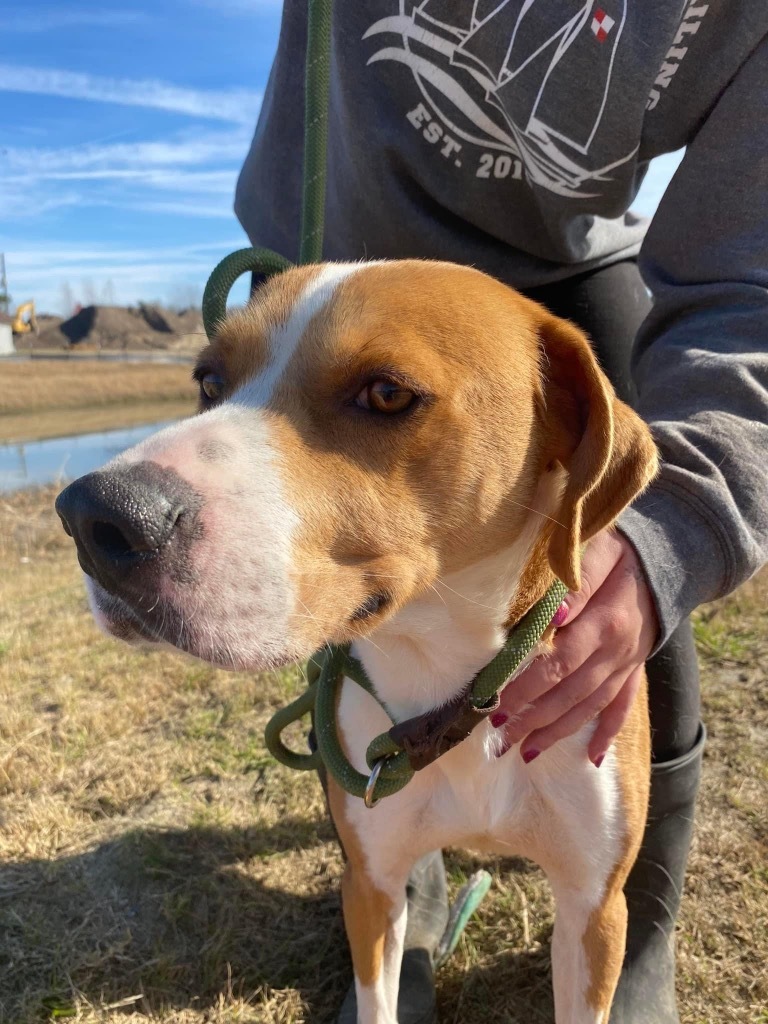 H54, an adoptable Hound in Mullins, SC, 29574 | Photo Image 3