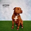 HUGO's profile on Petfinder.com